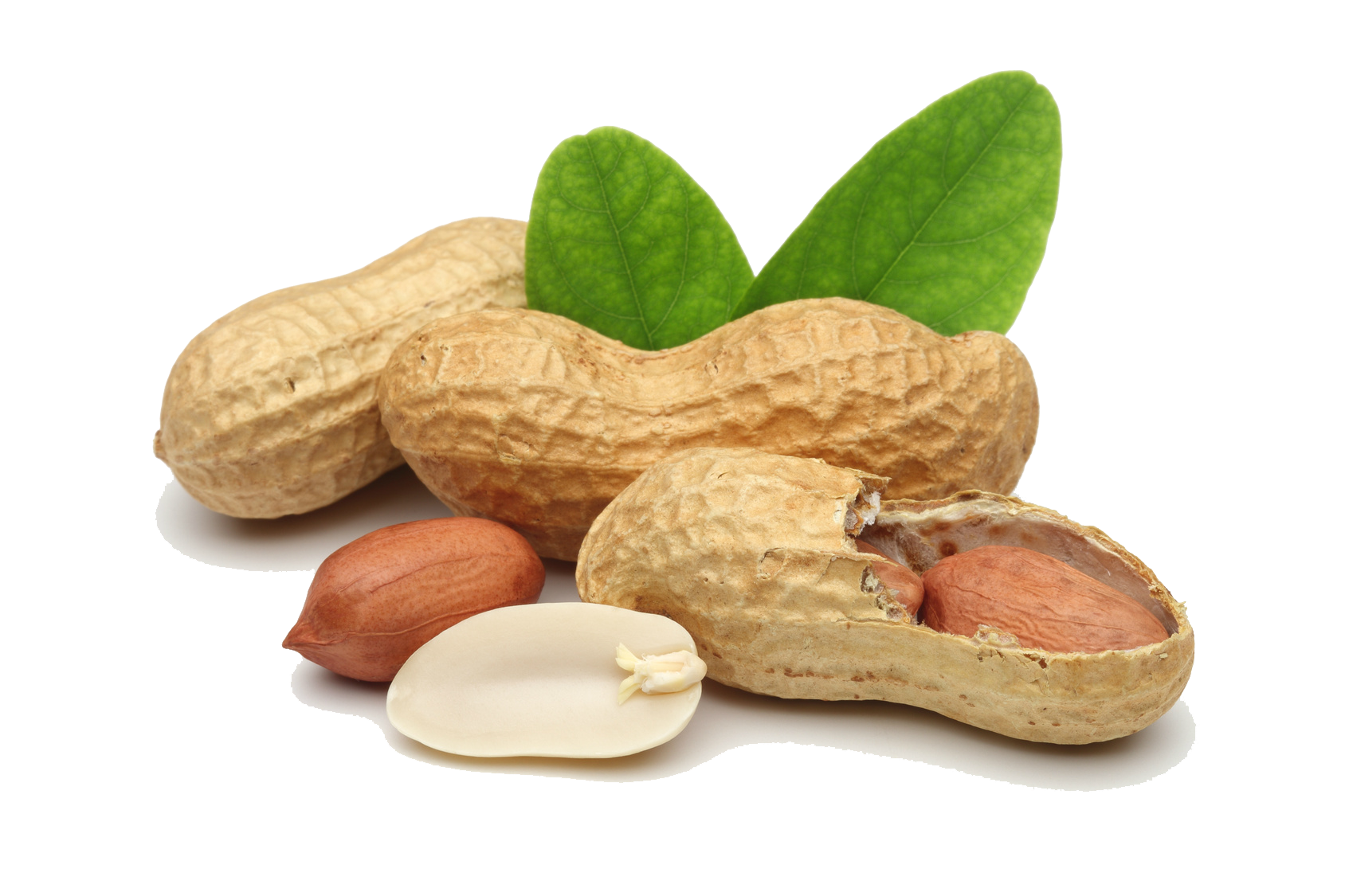 Detail Peanut Transparent Background Nomer 12