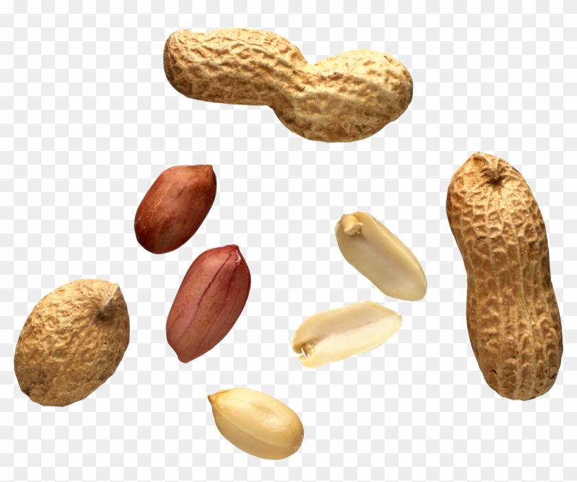 Detail Peanut Transparent Background Nomer 23