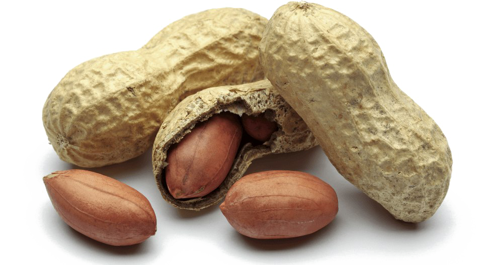 Detail Peanut Transparent Background Nomer 30