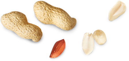 Detail Peanut Transparent Background Nomer 32