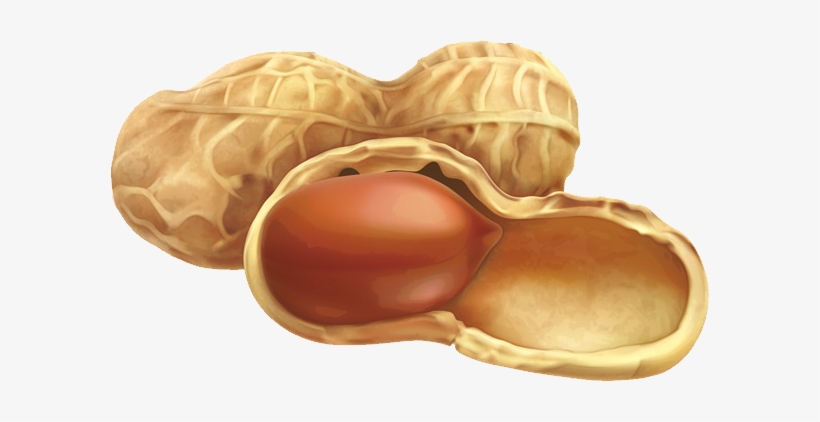 Detail Peanut Transparent Background Nomer 34