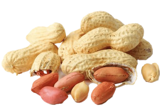 Detail Peanut Transparent Background Nomer 42