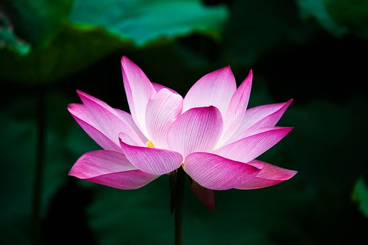 Free Lotus Flower Images - KibrisPDR