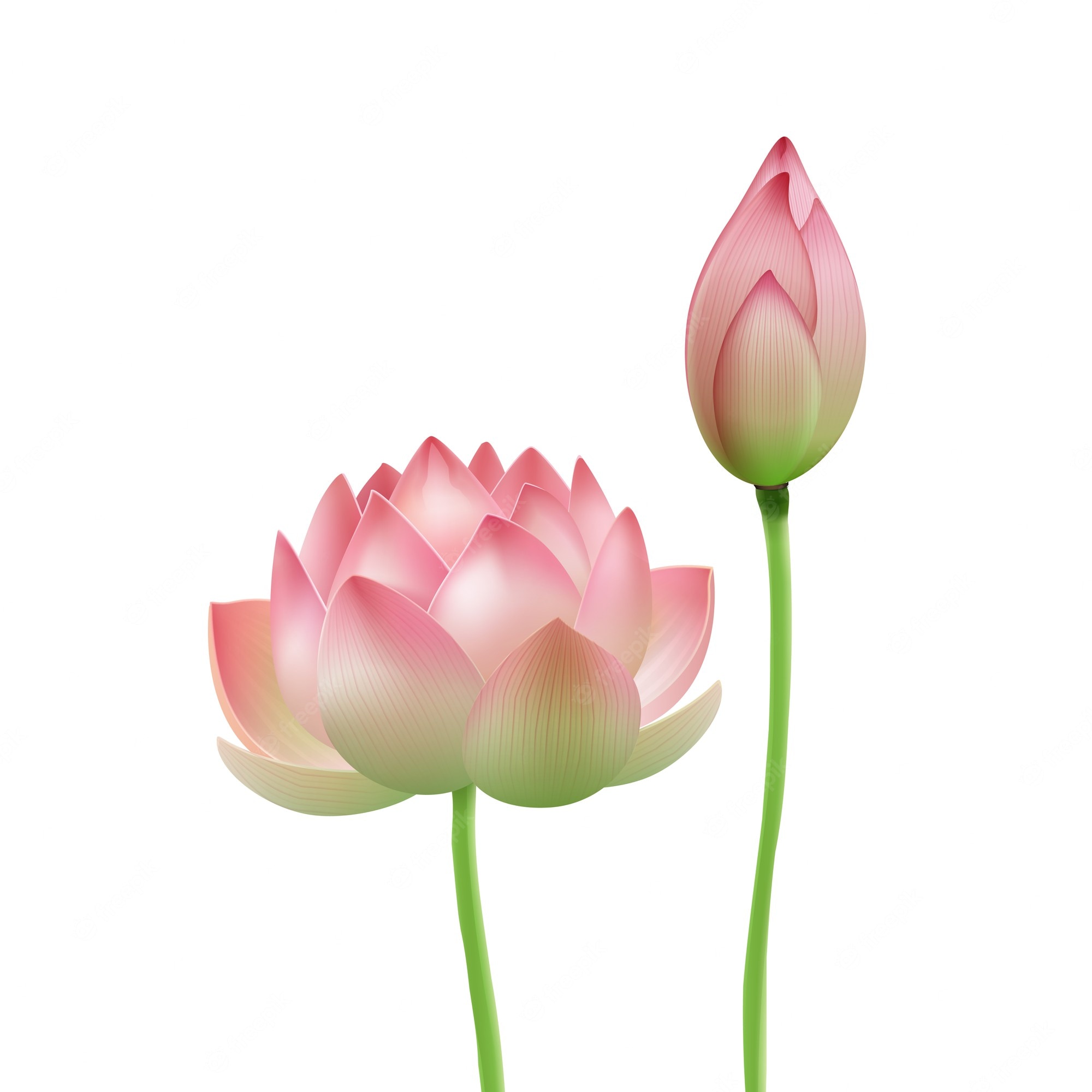 Detail Free Lotus Flower Images Nomer 10