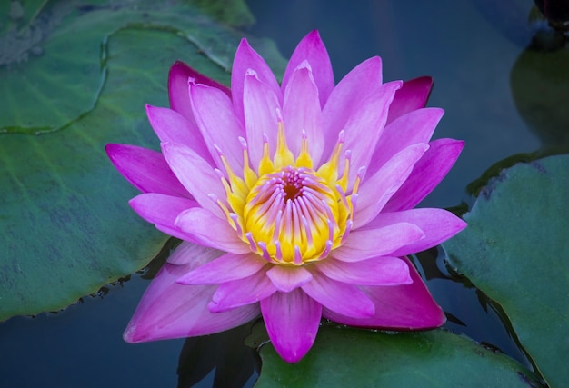 Detail Free Lotus Flower Images Nomer 16