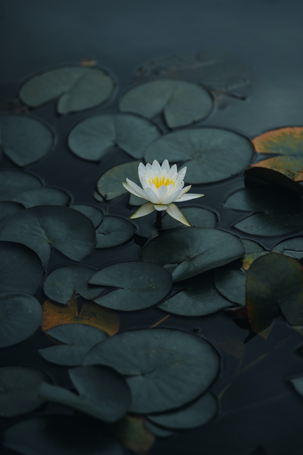 Detail Free Lotus Flower Images Nomer 19