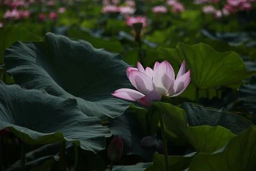 Detail Free Lotus Flower Images Nomer 28