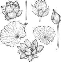 Detail Free Lotus Flower Images Nomer 35