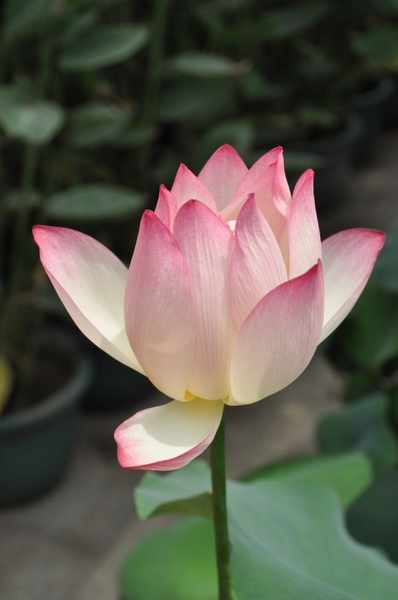 Detail Free Lotus Flower Images Nomer 44