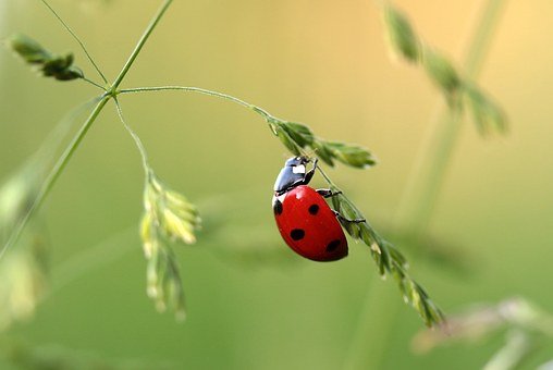 Ladybug Images Free - KibrisPDR