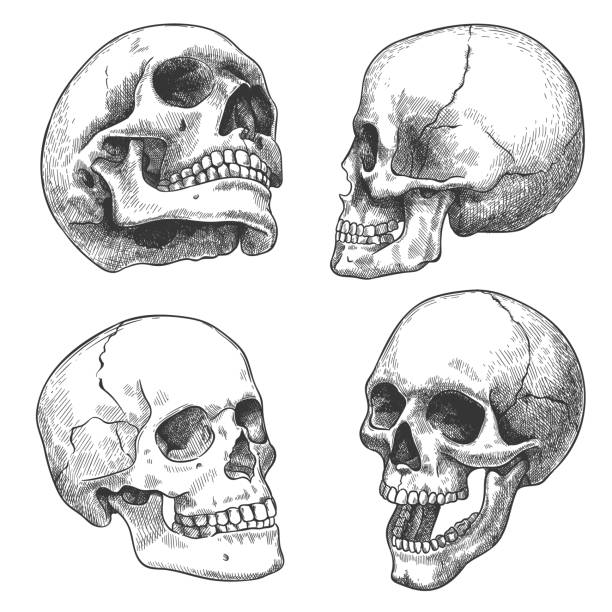 Detail Skull Pictures Free Nomer 20