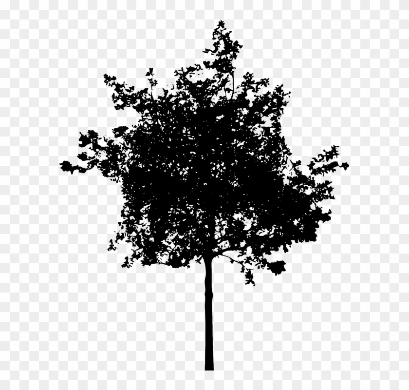 Detail Tree Silhouette Vector Png Nomer 11