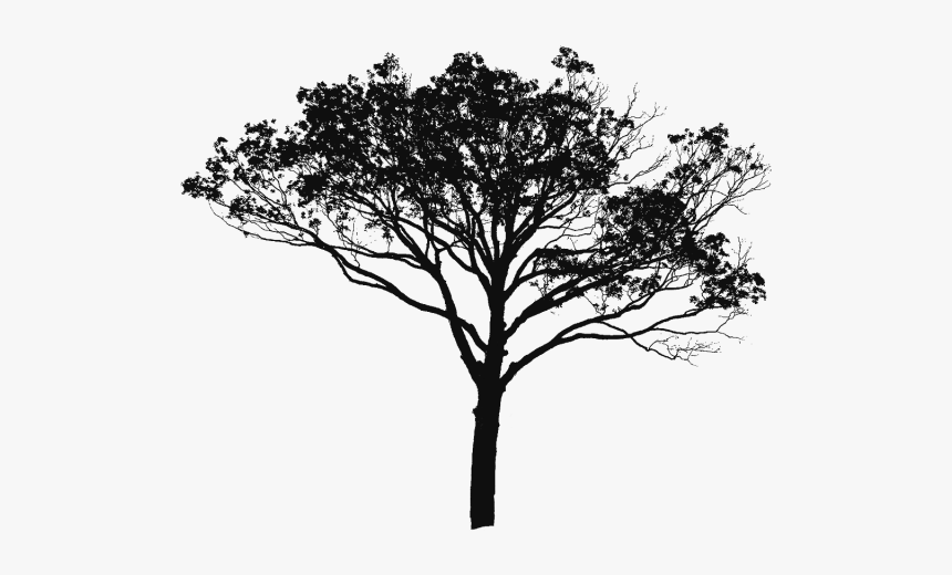 Detail Tree Silhouette Vector Png Nomer 12