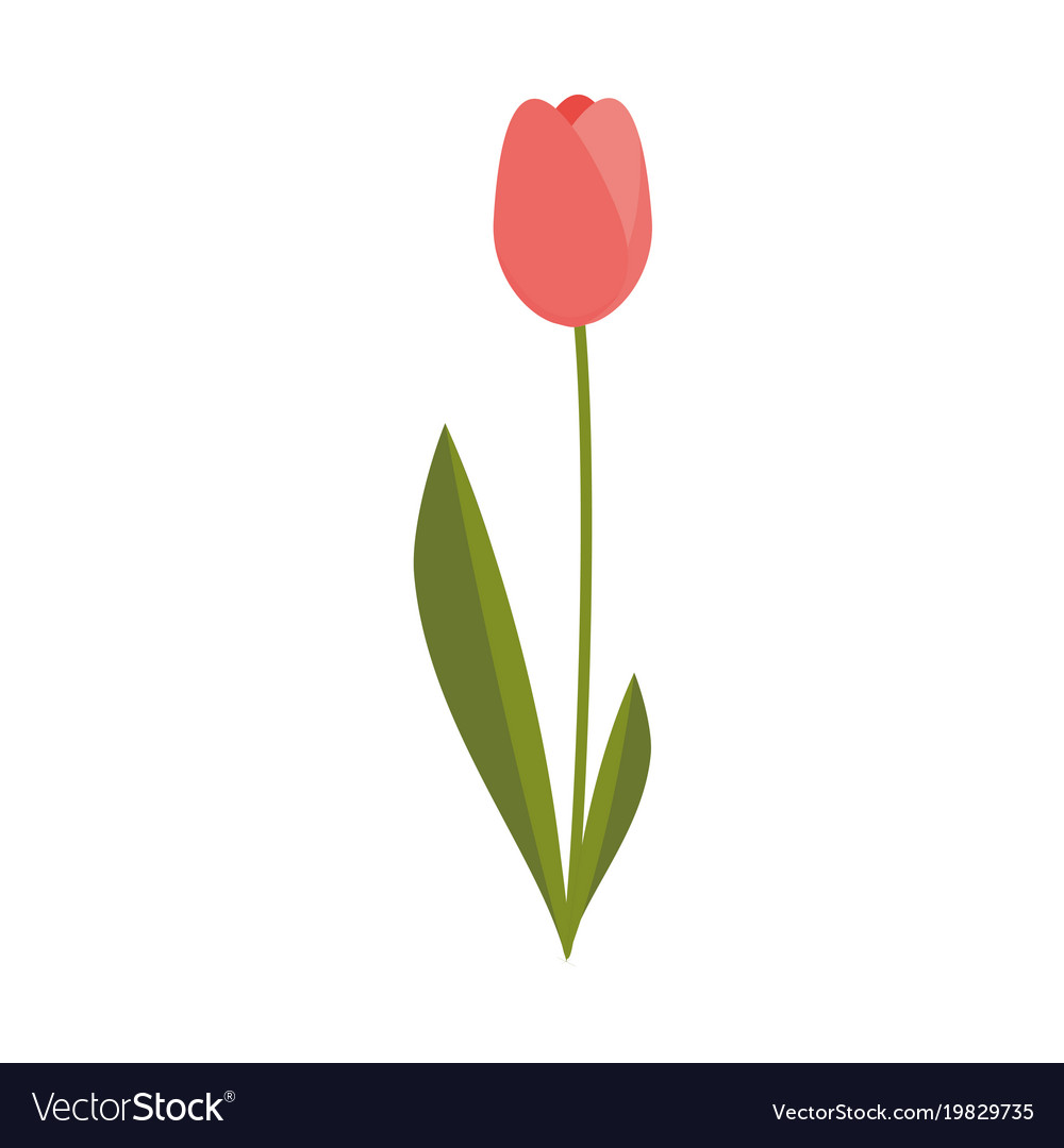 Tulip Vector - KibrisPDR