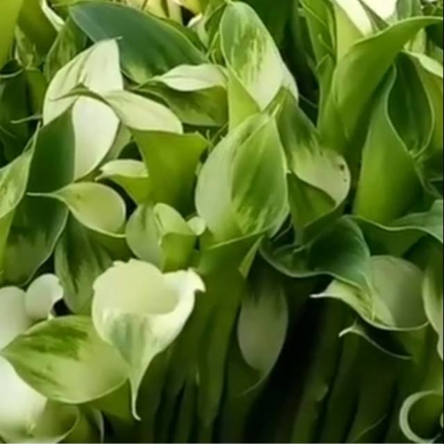 Detail Gambar Bunga Lily Hijau Nomer 2