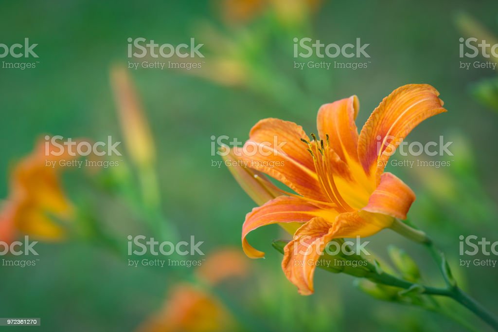 Detail Gambar Bunga Lily Hijau Nomer 28