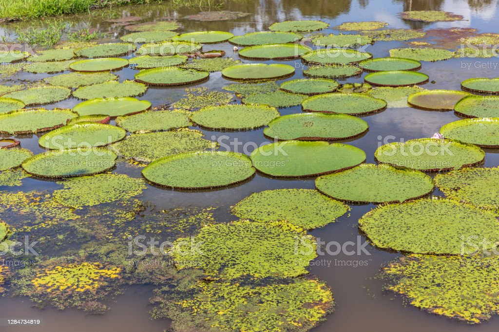 Detail Gambar Bunga Lily Hijau Nomer 30