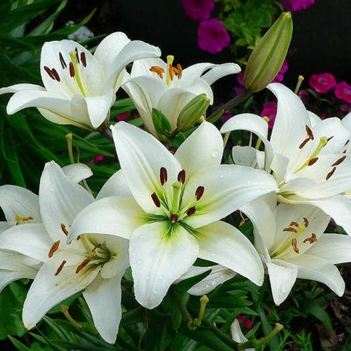 Detail Gambar Bunga Lily Hijau Nomer 32