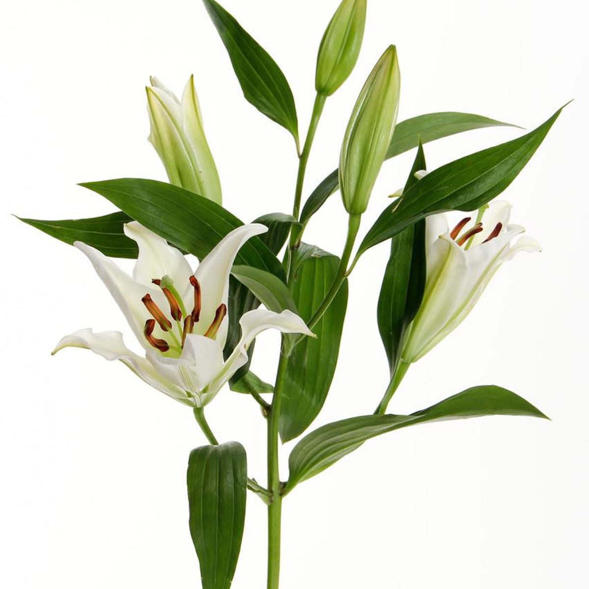 Detail Gambar Bunga Lily Hijau Nomer 37