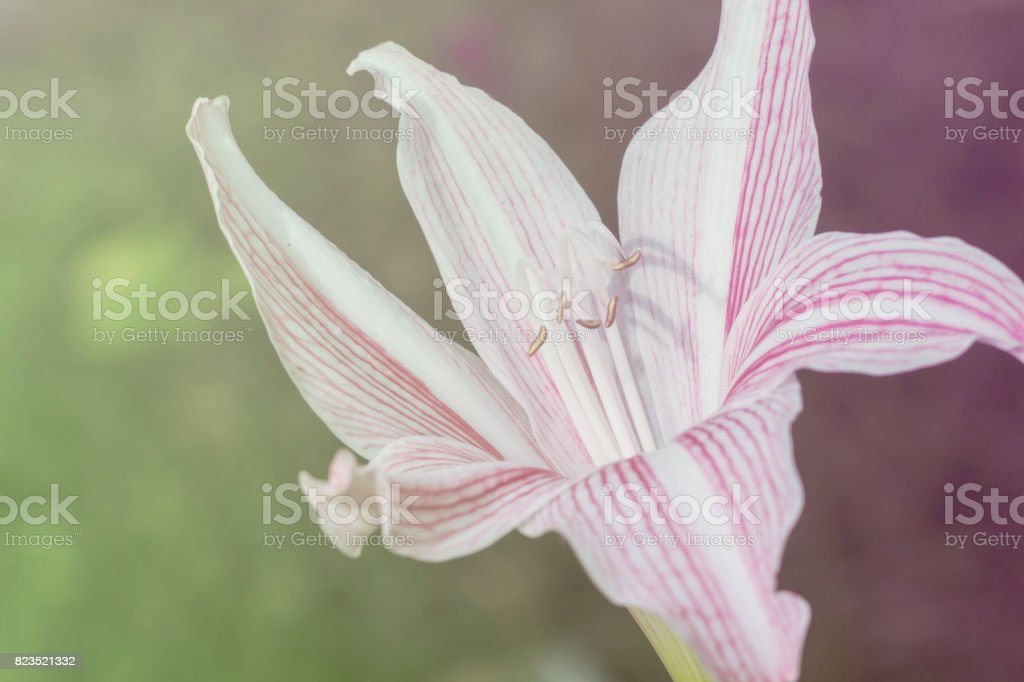 Detail Gambar Bunga Lily Hijau Nomer 41