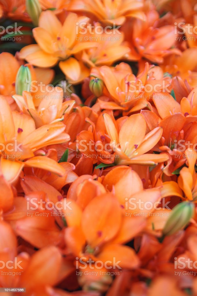 Detail Gambar Bunga Lily Hijau Nomer 46