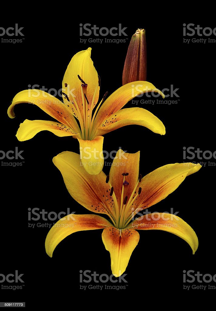 Detail Gambar Bunga Lily Kuning Nomer 40