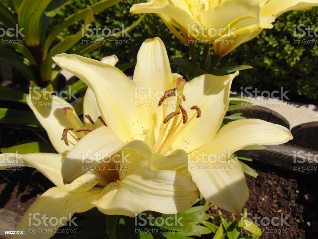 Detail Gambar Bunga Lily Kuning Nomer 43