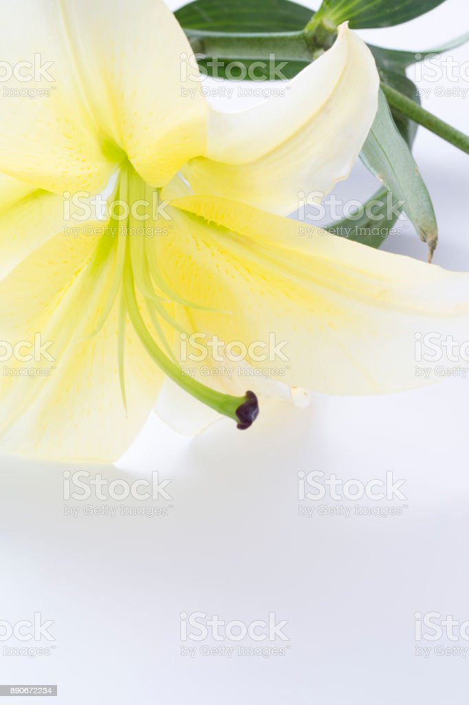 Detail Gambar Bunga Lily Kuning Nomer 60