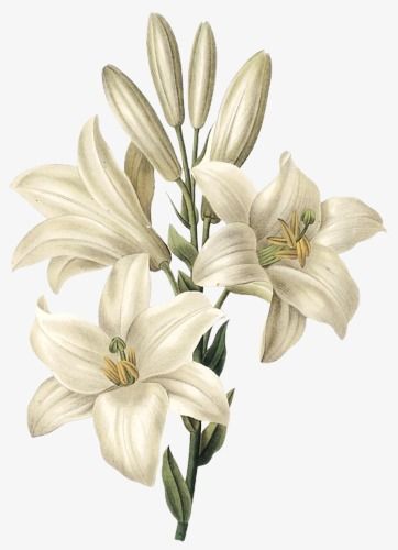 Gambar Bunga Lily Lukisan - KibrisPDR