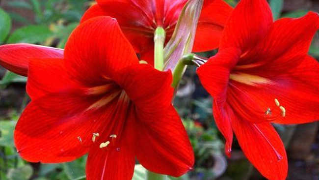 Gambar Bunga Lily Merah - KibrisPDR