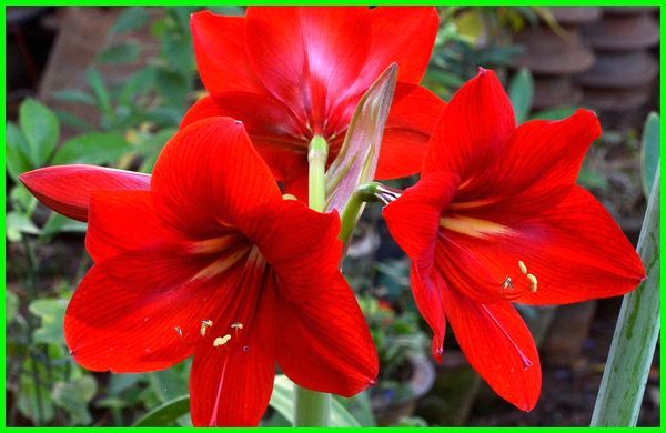 Detail Gambar Bunga Lily Merah Nomer 2