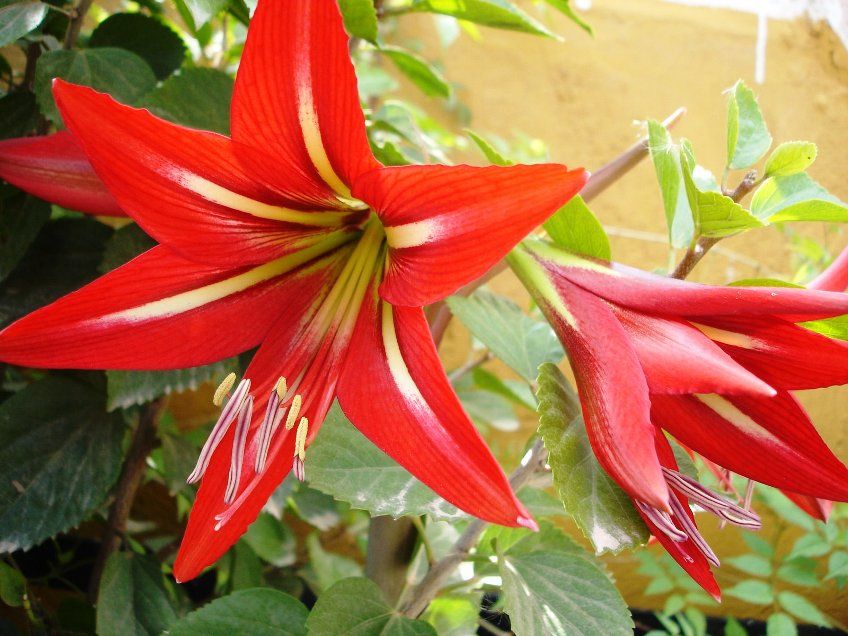 Detail Gambar Bunga Lily Merah Nomer 12