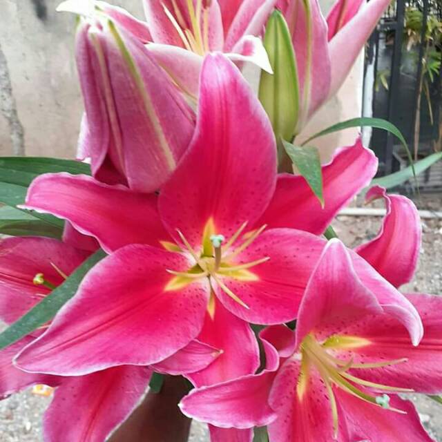 Download Gambar Bunga Lily Merah Nomer 15