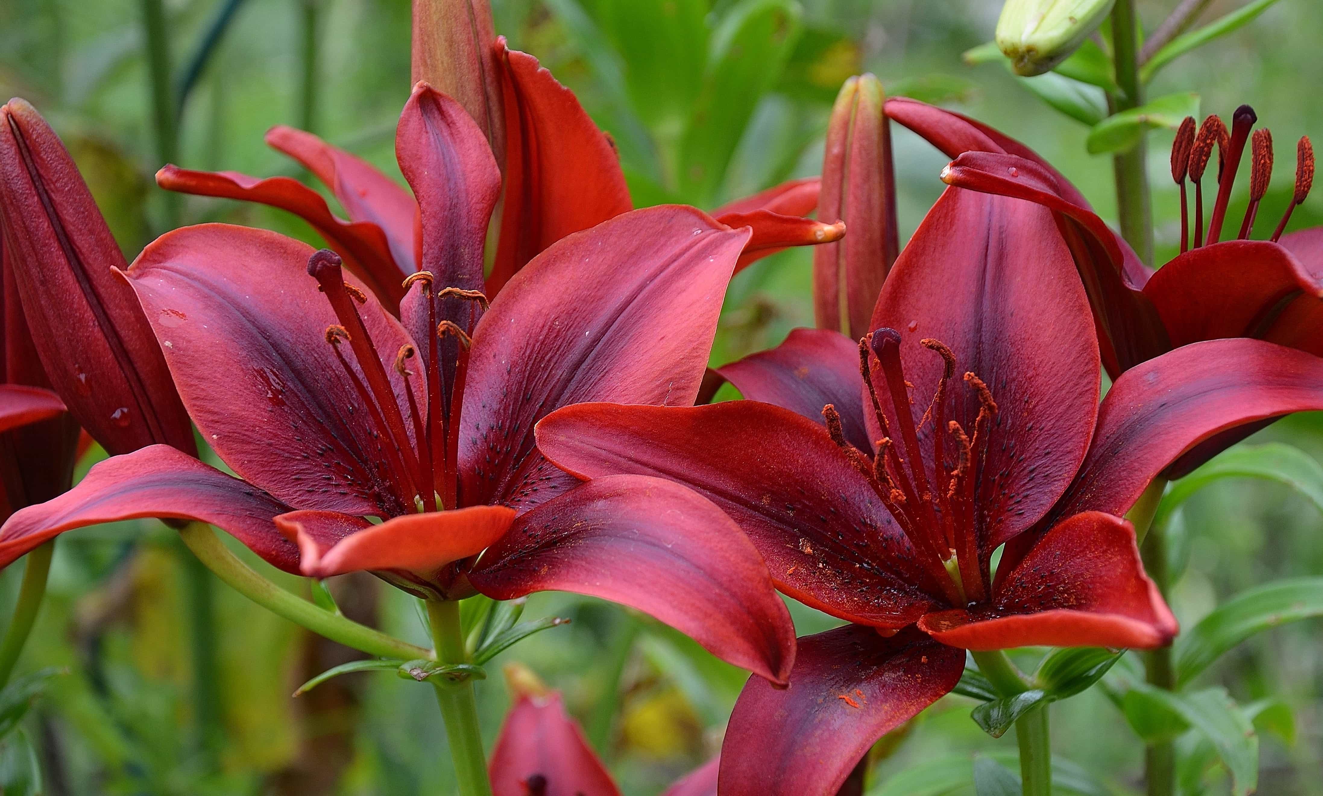 Detail Gambar Bunga Lily Merah Nomer 18