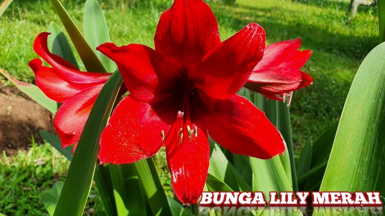 Detail Gambar Bunga Lily Merah Nomer 3