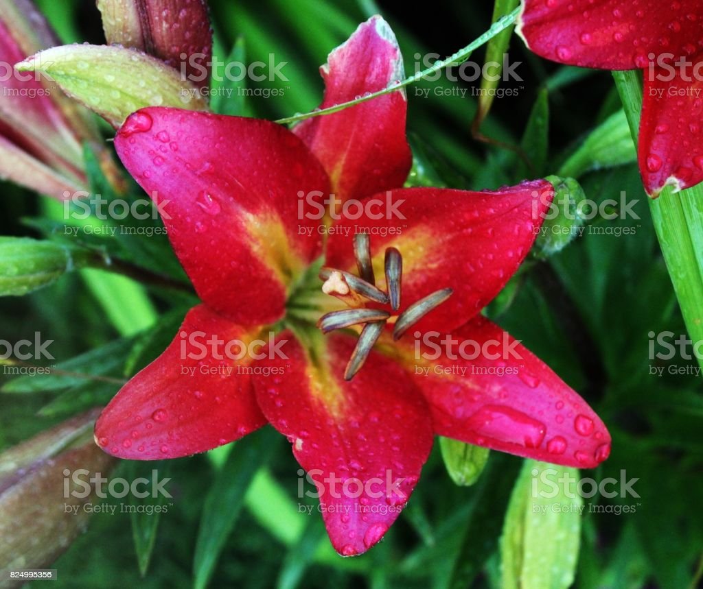 Detail Gambar Bunga Lily Merah Nomer 28