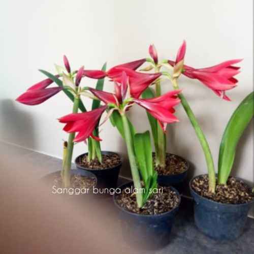 Detail Gambar Bunga Lily Merah Nomer 32