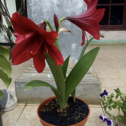 Detail Gambar Bunga Lily Merah Nomer 35