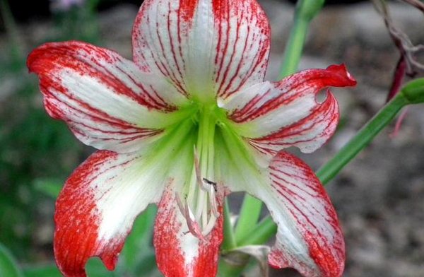 Detail Gambar Bunga Lily Merah Nomer 41