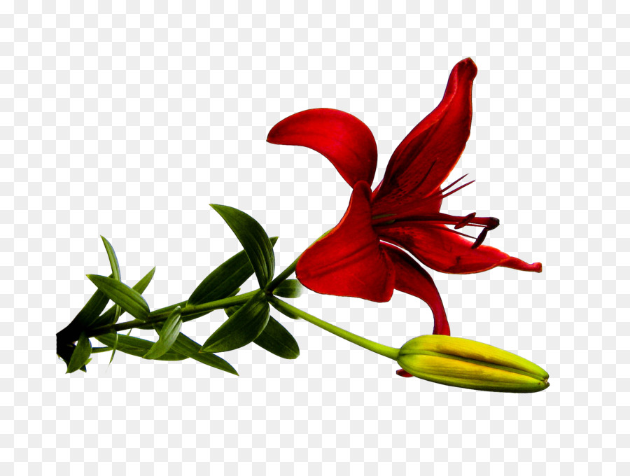 Detail Gambar Bunga Lily Merah Nomer 45