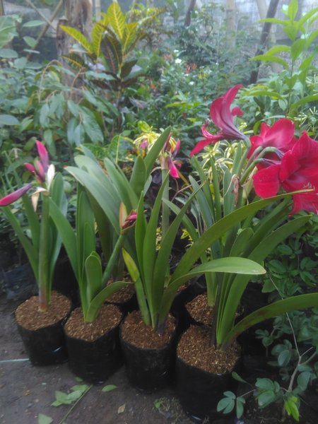 Detail Gambar Bunga Lily Merah Nomer 6