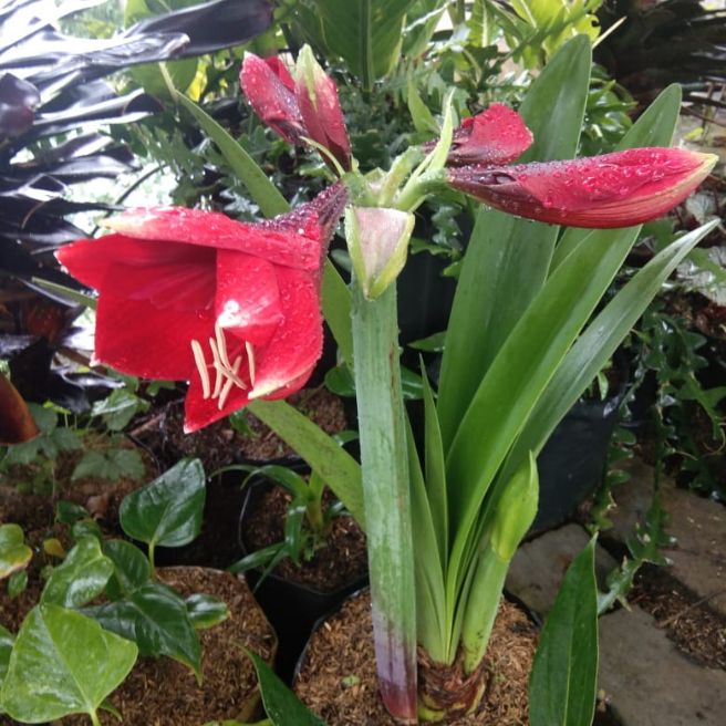 Detail Gambar Bunga Lily Merah Nomer 47