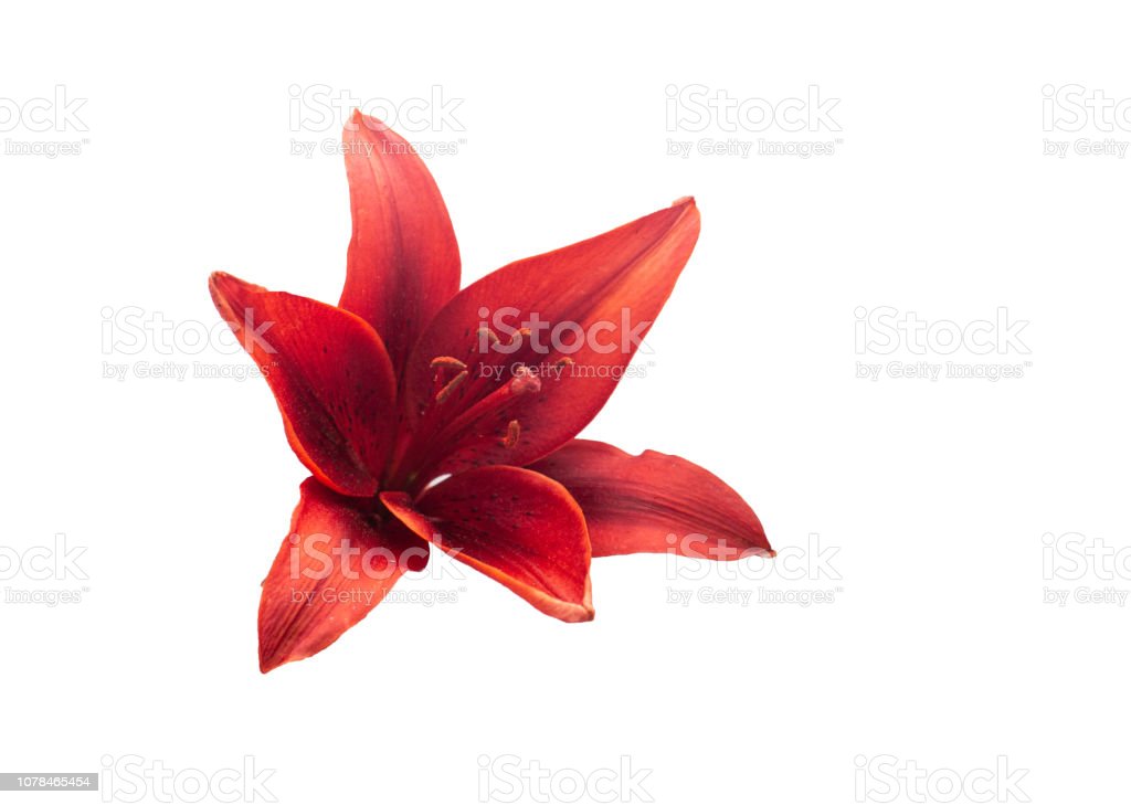 Detail Gambar Bunga Lily Merah Nomer 54