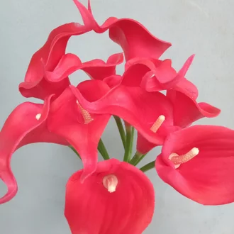 Detail Gambar Bunga Lily Merah Nomer 55