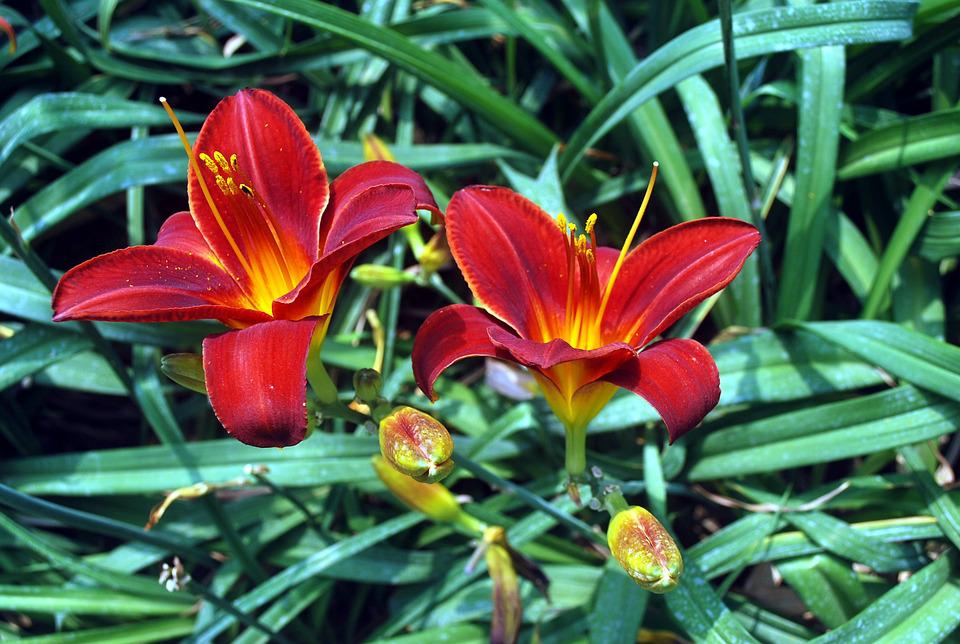 Detail Gambar Bunga Lily Merah Nomer 10