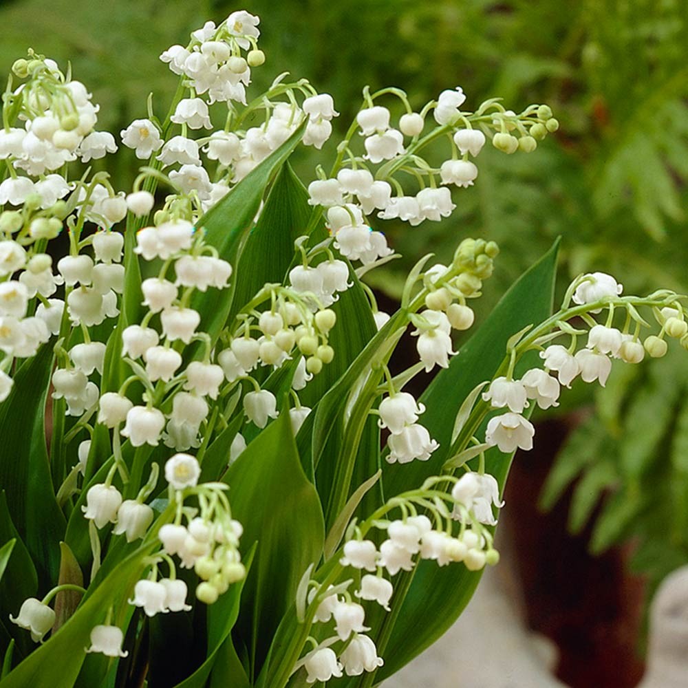 Detail Gambar Bunga Lily Of The Valley Nomer 14