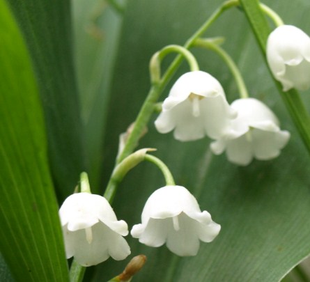 Detail Gambar Bunga Lily Of The Valley Nomer 15