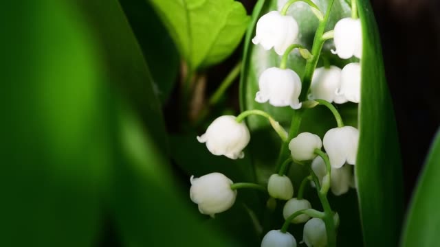 Detail Gambar Bunga Lily Of The Valley Nomer 16