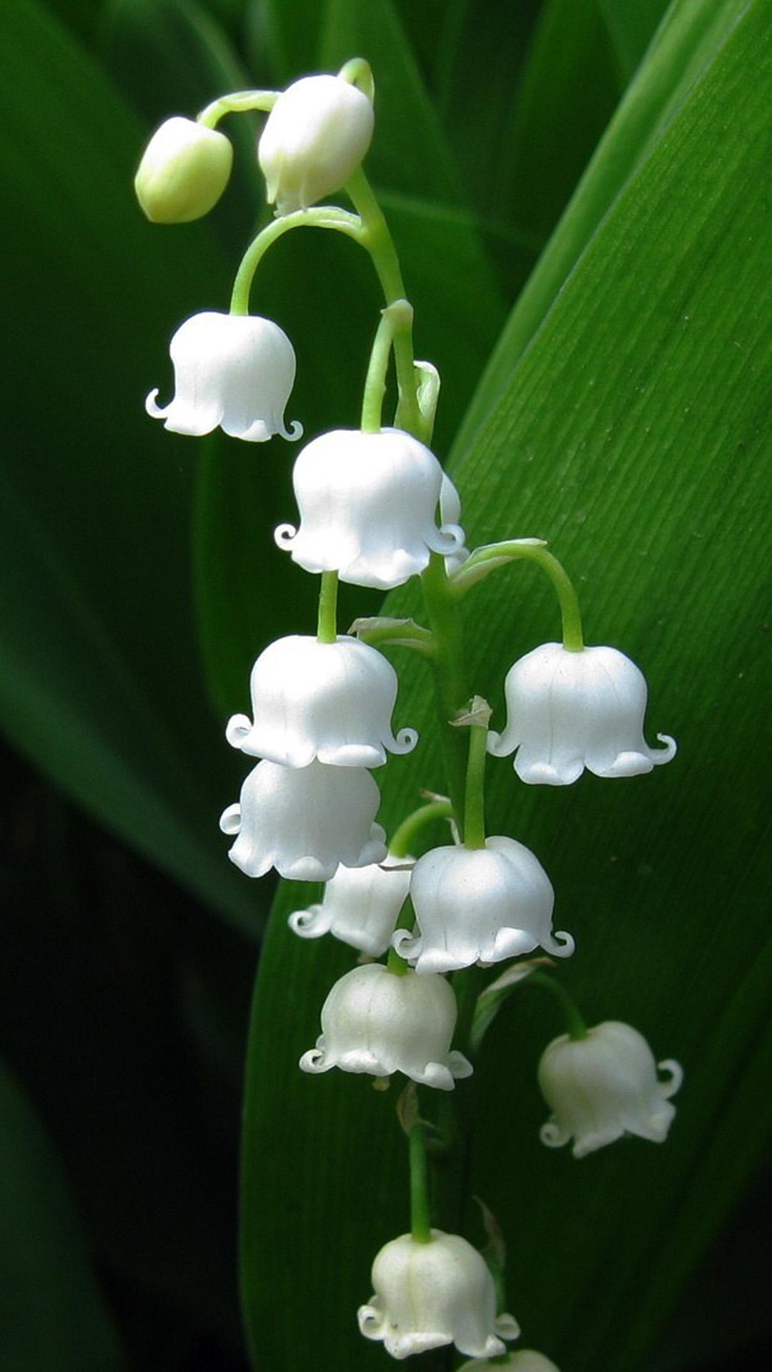 Detail Gambar Bunga Lily Of The Valley Nomer 26