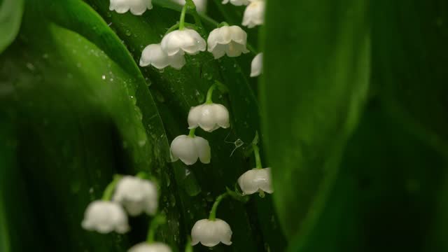 Detail Gambar Bunga Lily Of The Valley Nomer 28